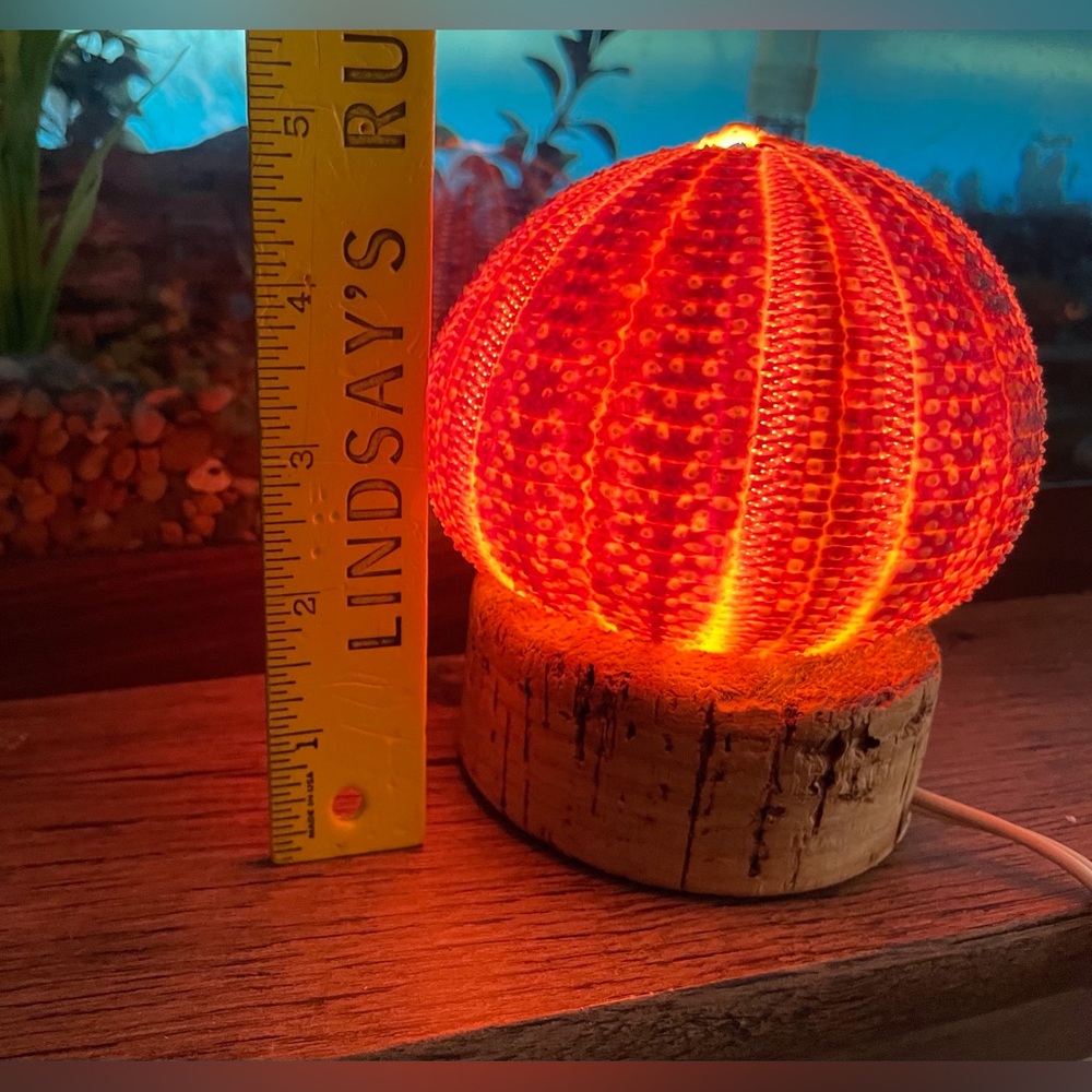 Unique Seashell Light Table Mantle Shelf Lamp Beachy Nightlight Ocean Shell - Picture 9 of 13
